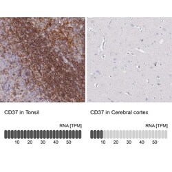 CD37 Antibody, Novus Biologicals:Antibodies:Primary Antibodies